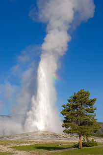 'Old Faithful' von Ulf Jungjohann