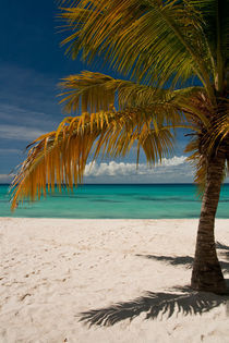 Palme auf der Insel Saona by frederic