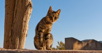 Katze by frederic