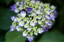 Hydrangeablüte 2 by phobeke