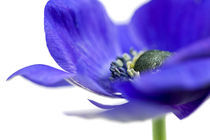 Blaue Anemone von picturedesign