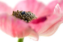 Anemone von picturedesign