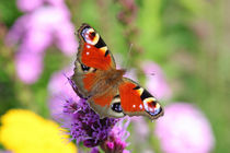 Schmetterling von Thomas Jäger