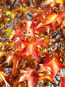 buntes Herbstlaub von Erika Buresch