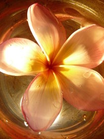 Frangipani von Erika Buresch