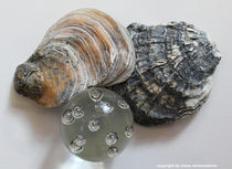 Austern mit Glas von Diana Reimansteiner