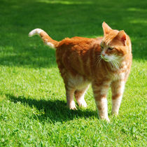 Ginger Cat by jacofuego