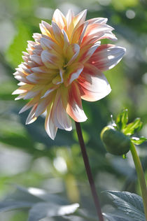 Dahlie in weiß, gelb, rosa, orange (Hochformat) by Doris Krüger