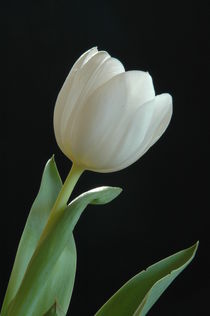 Tulip von Peter Steinhagen