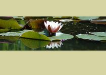 Water lily von Peter Steinhagen