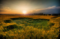 Bett im Kornfeld by Michael S. Schwarzer