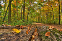 Herbstwald by Michael S. Schwarzer