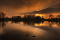 Good Night, Ducks by Michael S. Schwarzer