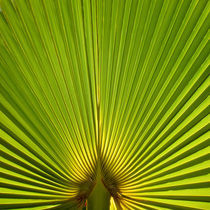 Natural Green von Michael S. Schwarzer