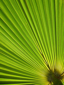 Natural Green II by Michael S. Schwarzer