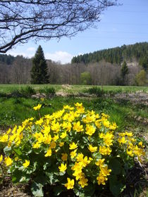 Sumpfdotterblume von Eva-Maria Oeser