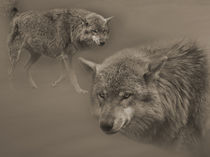 Wolf von Diana Wolfraum