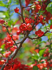 Springtime in red von Diana Wolfraum