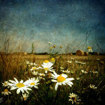 Feldblumen (Retrospektive) von Mathias May