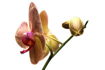 Phalaenopsis by pichris