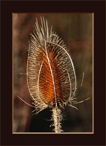 Karde, ein Stachelköpfchen by pichris