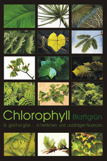 Chlorophyll - Blattgrün von pichris