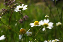 Blumenwiese - Flower by ropo13