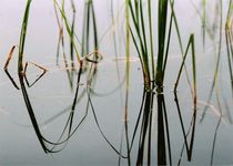 Wasserpflanzen von Wildis Streng