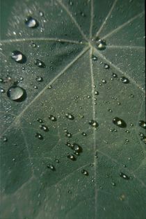 Blatt mit Wassertropfen von Wildis Streng