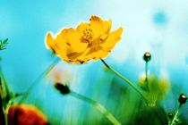 Gelbe Blume  by Wildis Streng