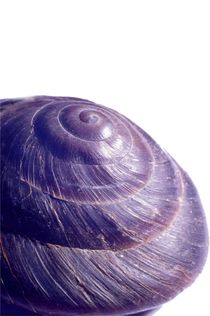 Blaue Schnecke von Wildis Streng