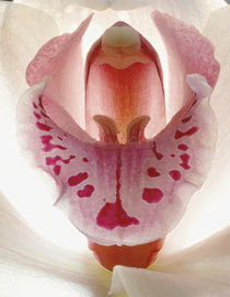 Orchidee von pahit