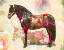 Pura Raza, PRE stallion by pahit