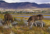 El Calafate von pahit