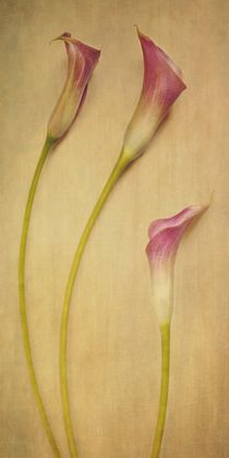 calla lilies by Priska  Wettstein