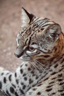 Geoffroy's Cat by safaribears