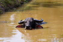 Water Buffalo by safaribears
