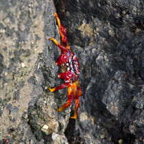 Fire Red Crab by safaribears