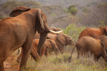 Elephants! by safaribears