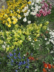 Blumenmeer im Frühling by Anne Rösner-Langener