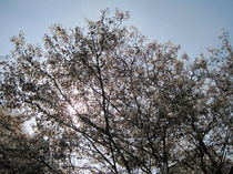 Baum in Blüte von Anne Rösner-Langener