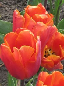 Tulpen von Anne Rösner-Langener