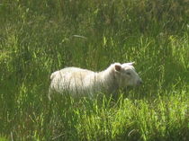 Irisches Schaf im Oktober von Anne Rösner-Langener