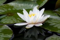 Nymphaea alba von Andrea Meyer