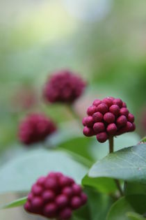 Puderquastenstrauch, Calliandra haematocephala by Petra Koob