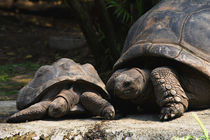 Aldabra-Riesenschildkröte von photofreak