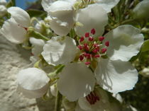 Birnenblüten -Pyrus communis by regenbogenfloh