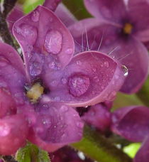 Fliederblüte in Makro von regenbogenfloh