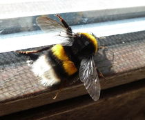 Hummel von regenbogenfloh