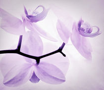 ORCHIDEE  by Städtecollagen Lehmann